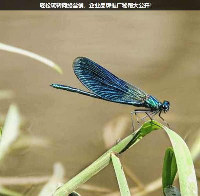 輕松玩轉(zhuǎn)網(wǎng)絡(luò)營(yíng)銷(xiāo),企業(yè)品牌推廣秘籍大公開(kāi)!